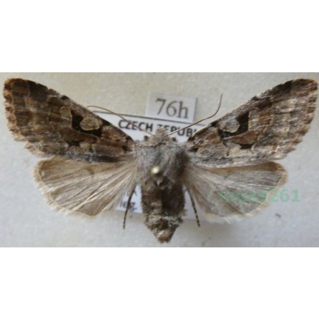 Orthosia gothica (Linnaeus, 1758) Piętnówka wiciokrzewka Czech76h